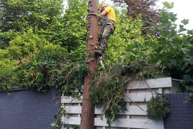 bomen rooien 